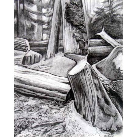 Beaver Tree | charcoal, 10x8in, 1998