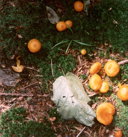 mushrooms, Sand Island